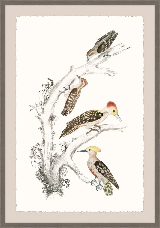 Gray's Woodpeckers