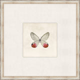 Cottage Butterfly VI