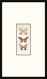 Three Cottage Butterflies Ii