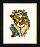 Seguy Papillons VII Petite