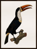 Barraband Toucan II