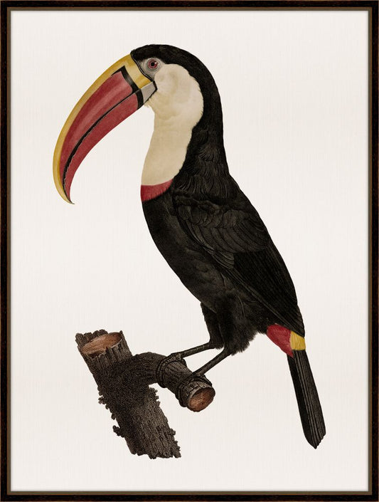 Barraband Toucan III