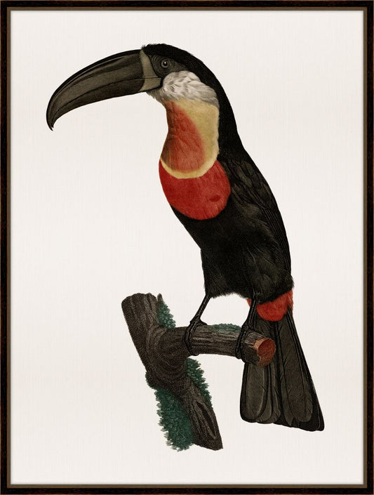 Barraband Toucan IV