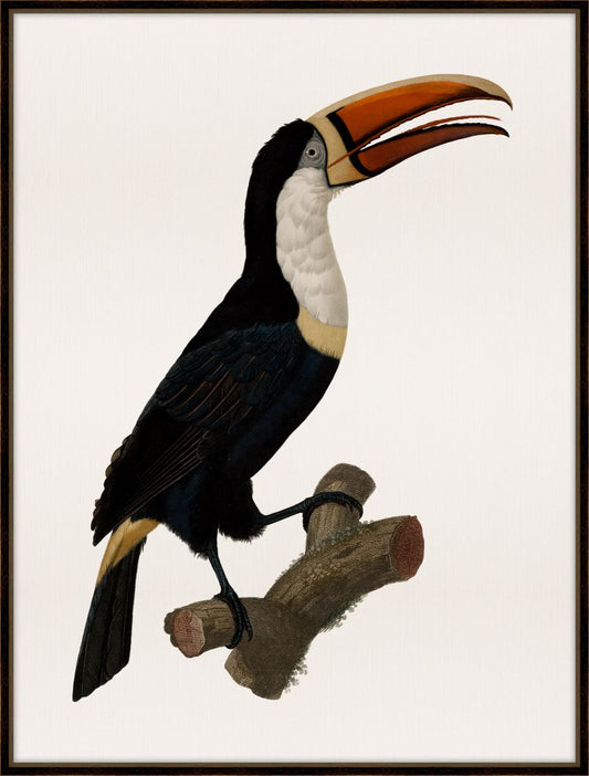 Barraband Toucan II Petite