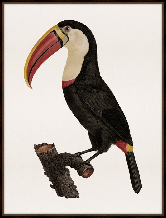 Barraband Toucan III Petite