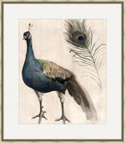 Watercolor Peacock Study