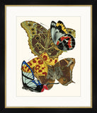 Seguy Papillons VIII