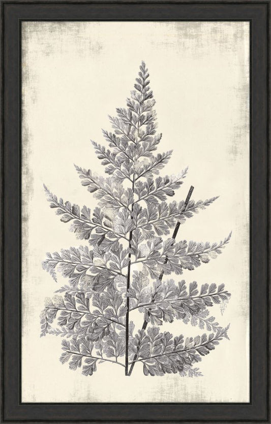 Long Fern in Gray I