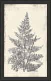 Long Fern in Gray I