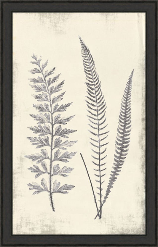 Long Fern in Gray II
