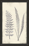 Long Fern in Gray II