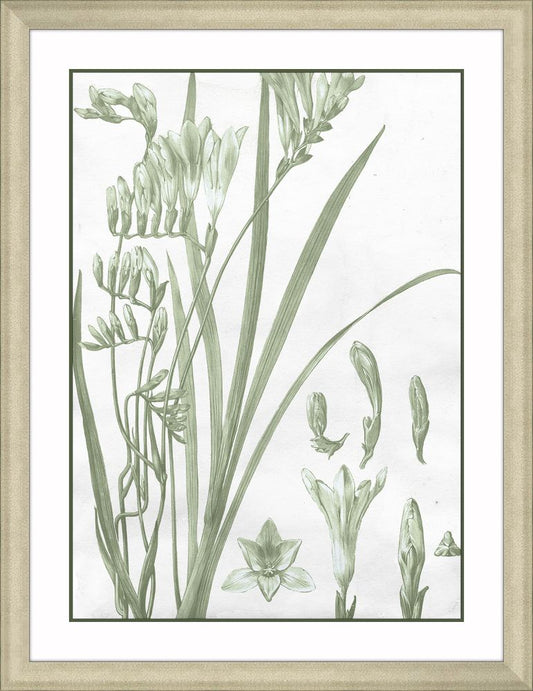 Cypress and Silver II