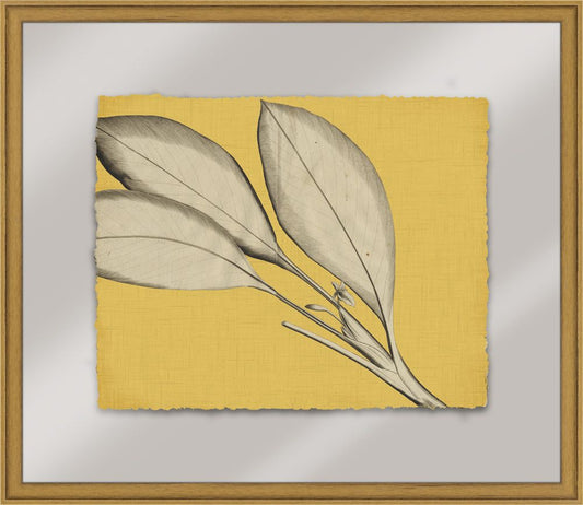 Rheedes in Misted Yellow III