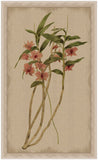 Orchid on Linen I