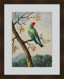 Edward's Bird Study I