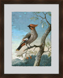 Edward's Bird Study II