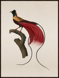 Bird of Paradise I