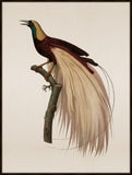 Bird of Paradise II