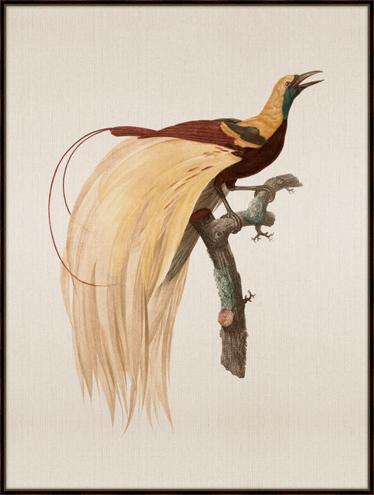 Bird of Paradise IV
