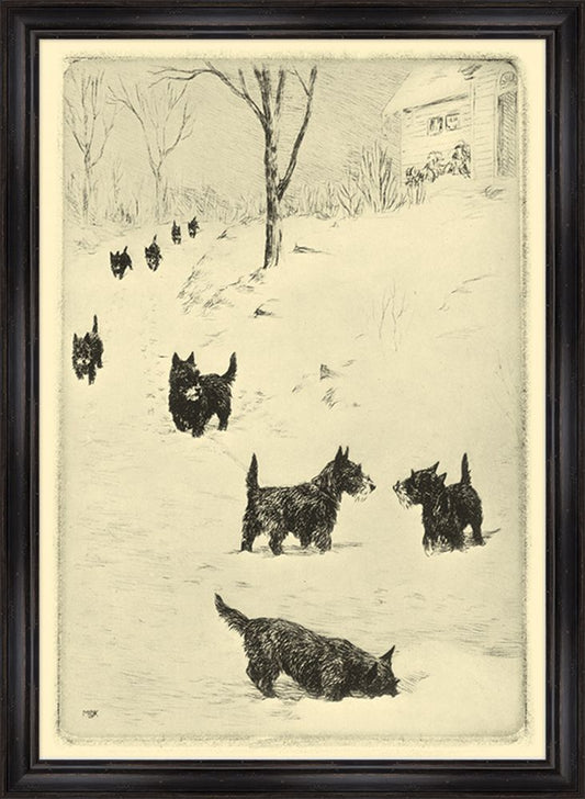 Scotties in Snow