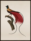 Bird of Paradise Petite I