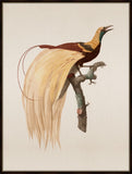 Bird of Paradise Petite IV
