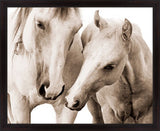 Mares & Foals