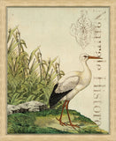 NaturaIe Histore I (Seagull)