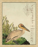 NaturaIe Histore II (Pelican)