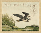 NaturaIe Histore V (Herron)