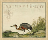 NaturaIe Histore VI (Fowl)
