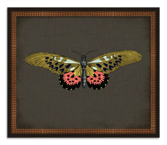 Butterflies on Black I