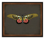 Butterflies on Black I