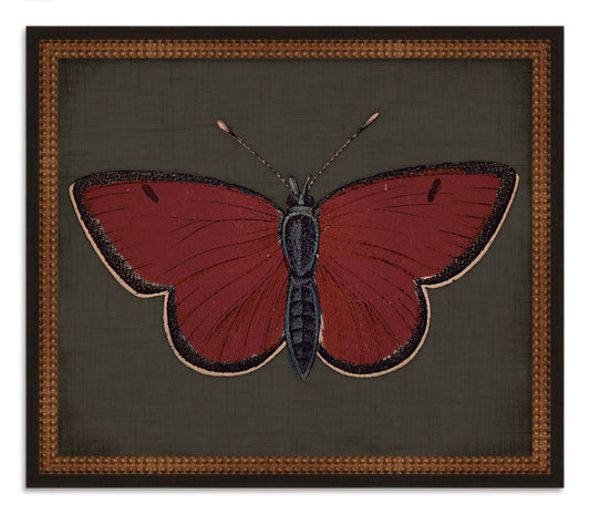 Butterflies on Black II