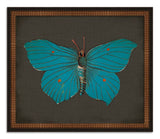 Butterflies on Black III