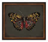 Butterflies on Black IV