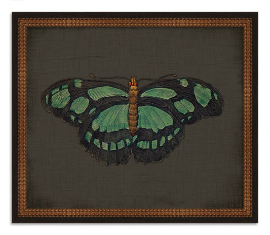 Butterflies on Black V