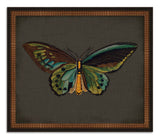 Butterflies on Black VI