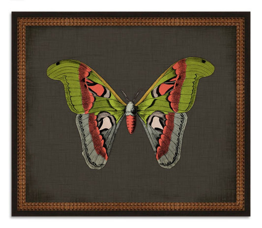 Butterflies on Black VII