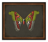 Butterflies on Black VII