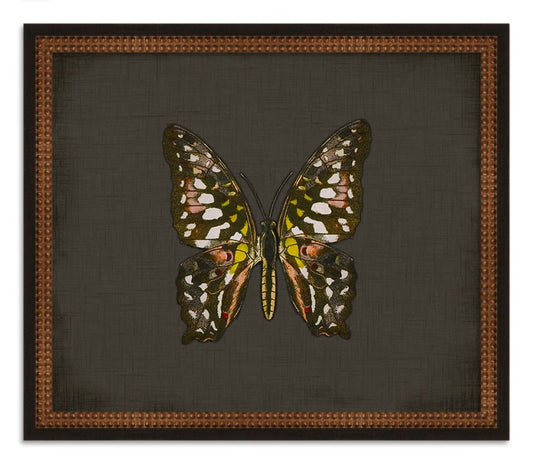 Butterflies on Black VIII