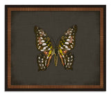 Butterflies on Black VIII