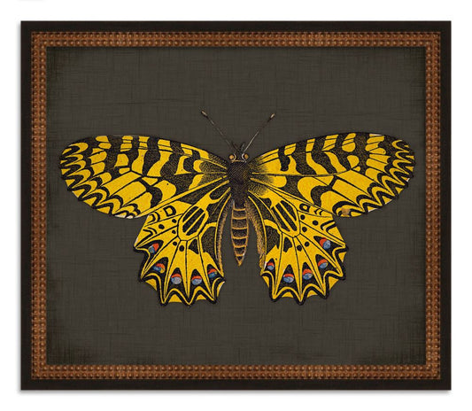 Butterflies on Black IX