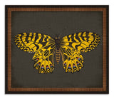 Butterflies on Black IX