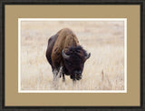 Bison I