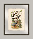 Oiseaux I