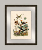 Oiseaux II