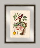 Oiseaux III