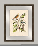 Oiseaux IV
