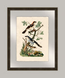 Oiseaux VI